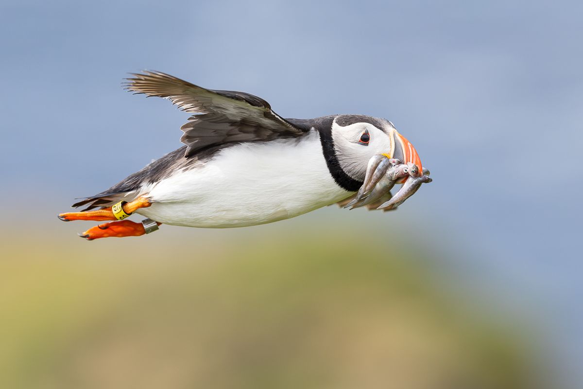 Flygande lunde med fiskeyngel i nebbet. Foto: Ingar Støyle Bringsvor